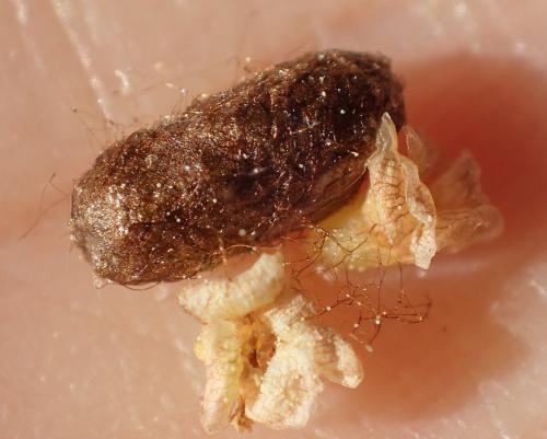 Pristiphora appendiculata